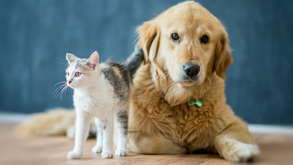 Pimpri-Chinchwad Sees Low Pet Licensing: Only 849 Owners Registered With PCMC Versus An Estimated...