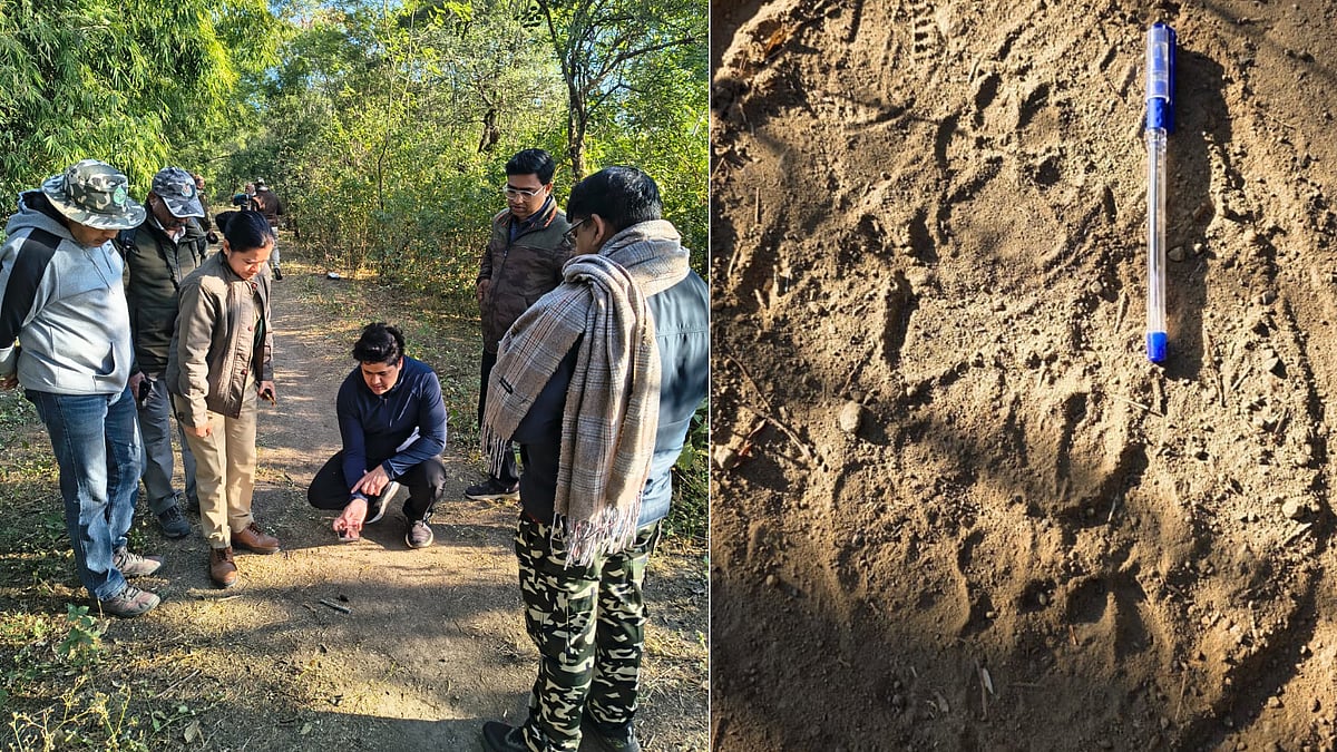 Indore News: ‘Don't Be Deceived, Jungle Cat Paws Often Pass For Leopard In Litter’