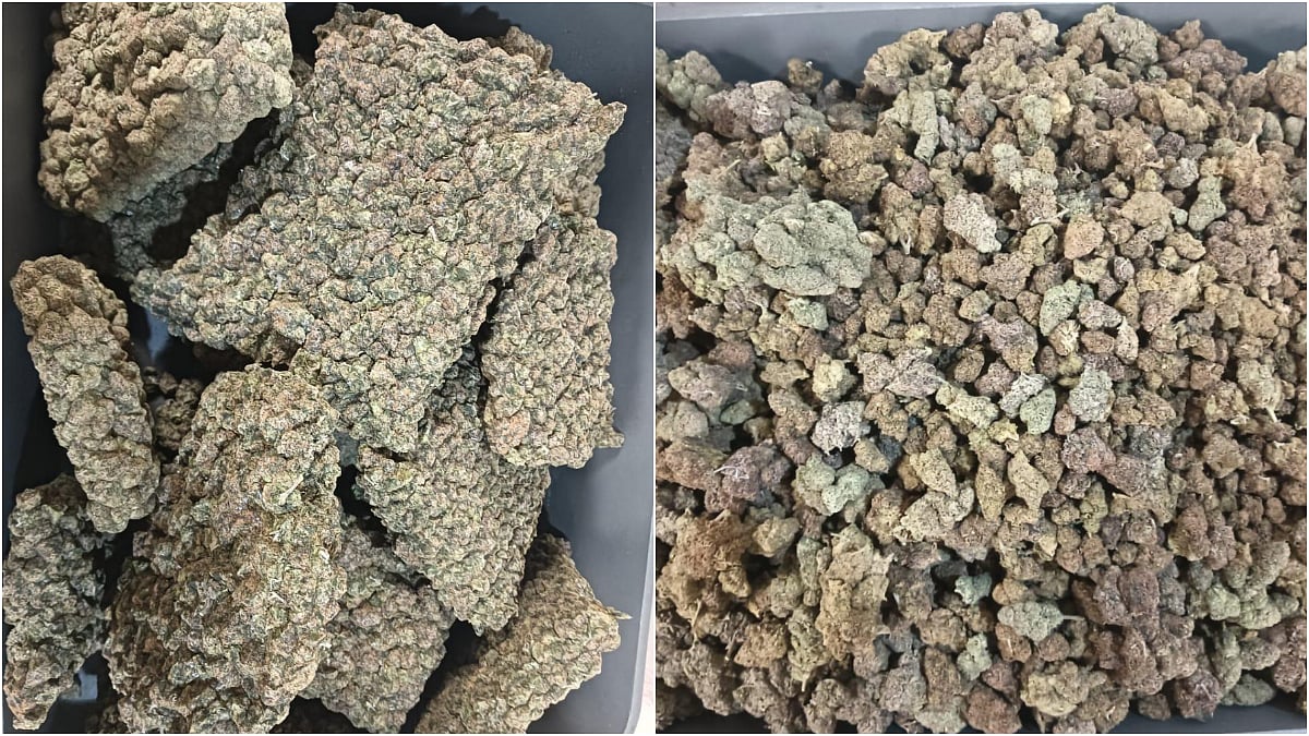 Mumbai Airport Customs Seize 42.89 Kg Hydroponic Weed Worth ₹42.89 Crore From 5 Passengers...