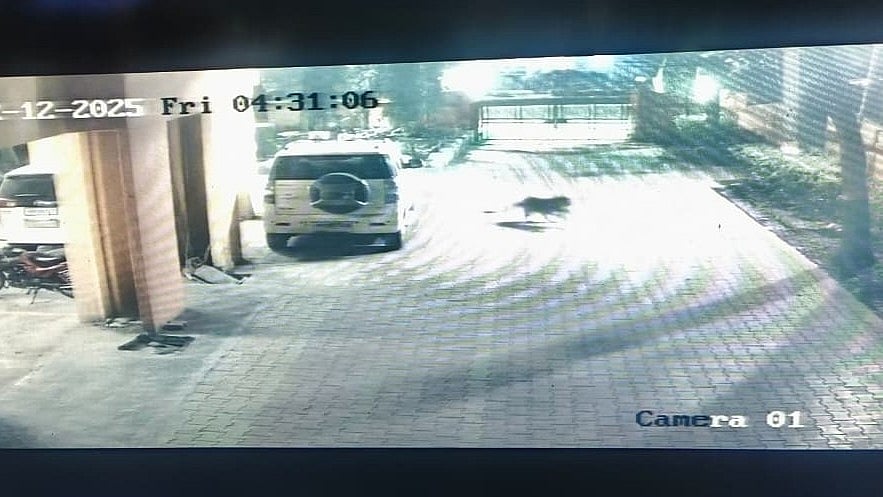 Leopard Spotted Near IG Office In Nashik, Search Operation Launched - VIDEO |