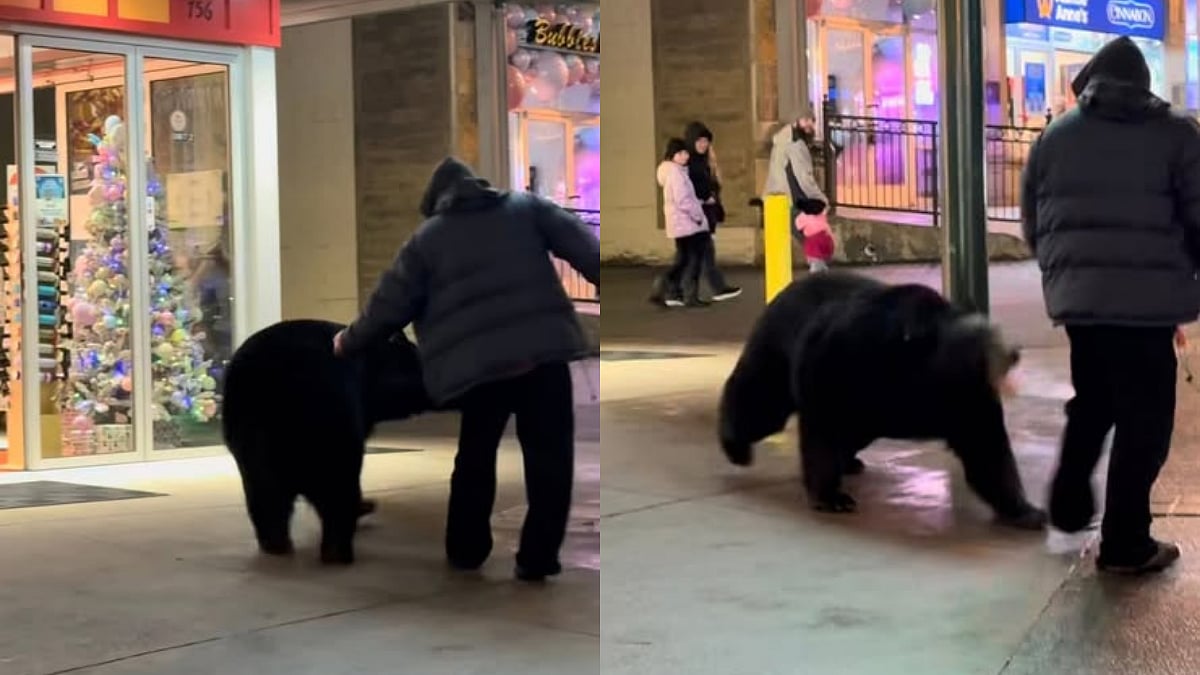 'Almost Got Killed': Massive Black Bear Spotted Crossing Busy Street In US, Charges At Passerby...