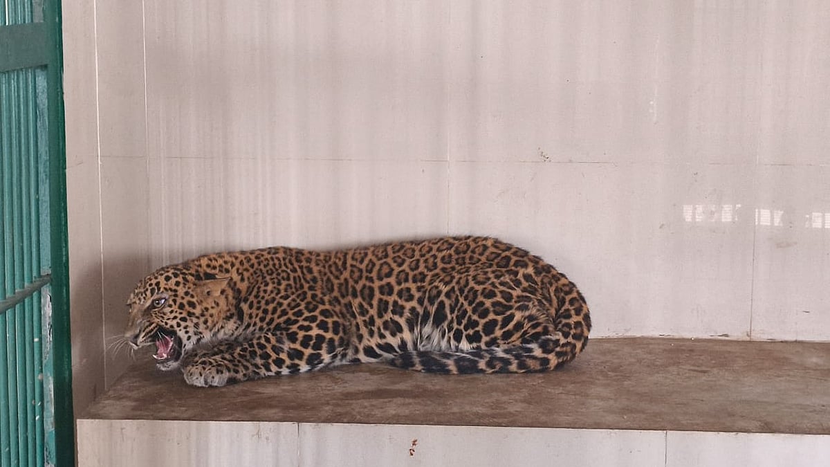 Nashik: Forest Dept's Wildlife Centre Now Home To 14 Leopards