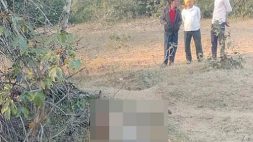 MP News: Tigress Found Dead In Balaghat Forest, Carcass Spotted Near Temple By Villagers — Second Tiger Death In Less Than 5 Months |