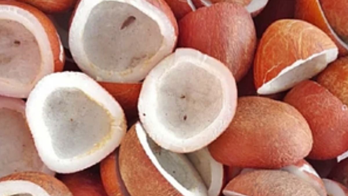 The Union Cabinet approves increased MSP for copra for the 2026 season, aiming to boost farmer earnings and expand coconut production | IANS (Representational Image)