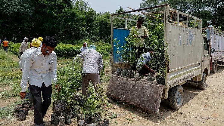 Nashik: Trees From Andhra Pradesh Arrive As Compensation For Sadhu Gram Felling | NYP (Representative Pic)