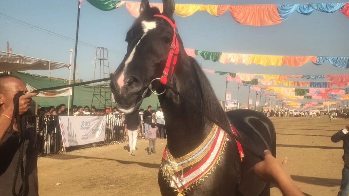 ₹15 Crore Horse 'Bramhas' Becomes Star Attraction At Sarangkheda's Chetak Festival |