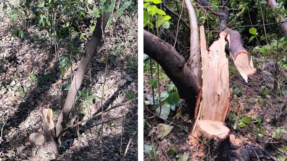 Bhopal News: Gang Busted For Sandalwood Theft Attempt Likely Behind DFO, Gufa Mandir Incidents | FP Photo