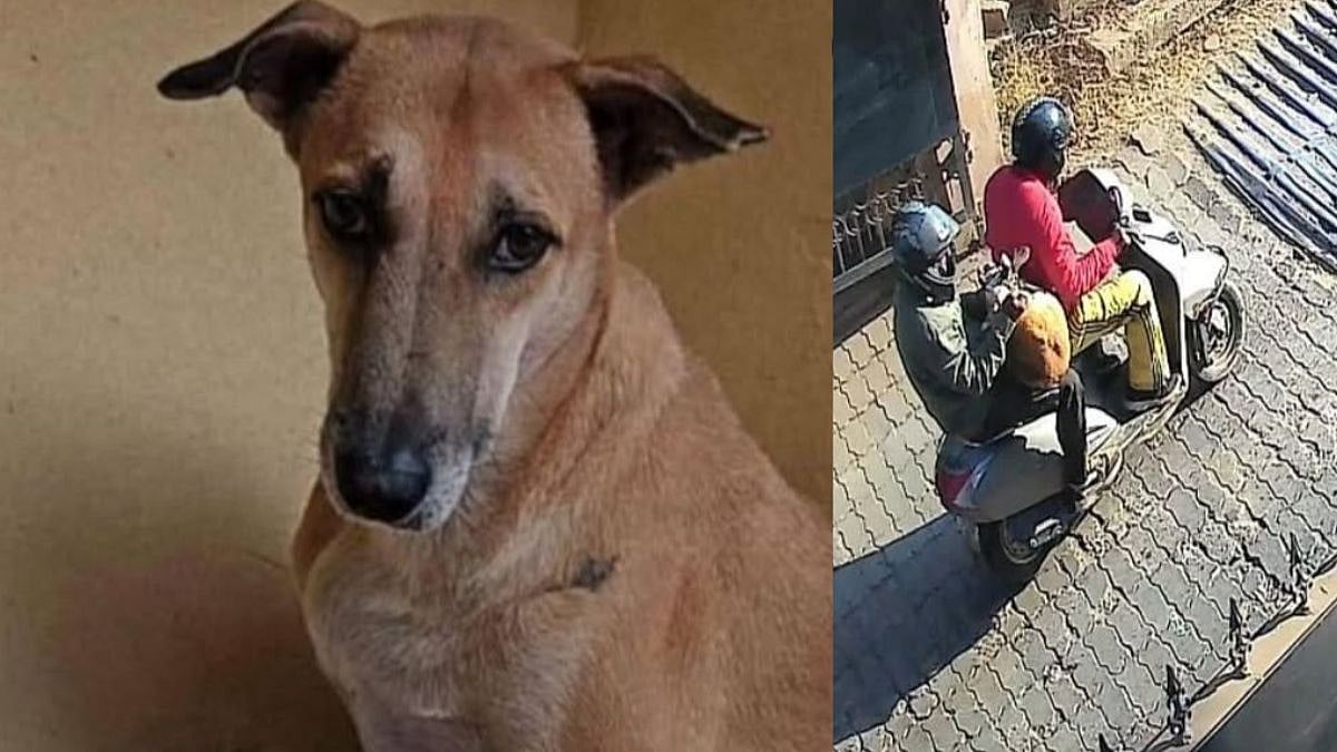 Panchkula Shocker: 'Army Officer's Wife' Hires Contract Killers To Kill Stray Dog Living In...