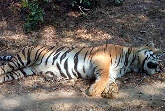MP News: Tiger Found Dead In Chandia Range Near Bandhavgarh Reserve
