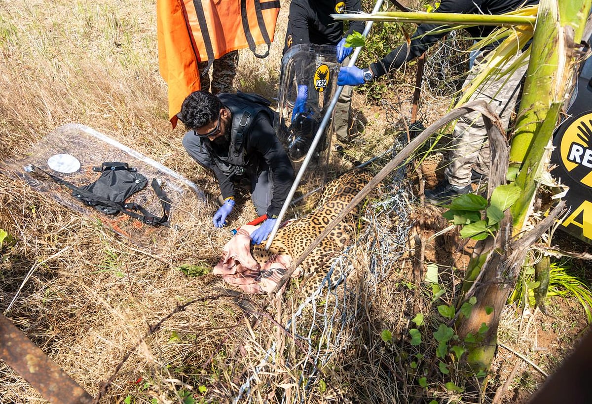 Pune: Leopard Entangled In Fencing Wire Rescued From Mulshi, Shifted To RESQ Wildlife Transit Treatment Centre