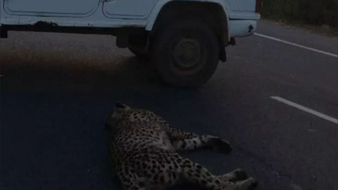 MP News: Car Seized In Gwalior Highway Cheetah Death Case; Hair Found Under Headlight