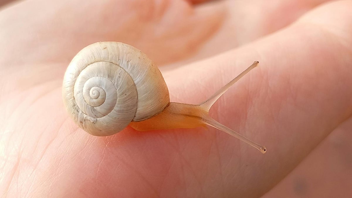 Would You Put Live Snails On Your Face? Here's What A Dermatologist Says About The Viral Snail...