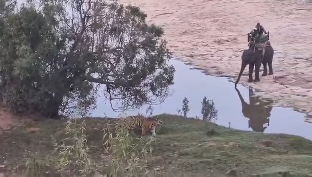 MP News: Elephants Used To Corner Tiger For Ministers’ Safari At Panna Tiger Reserve, Probe Likely -- VIDEO
