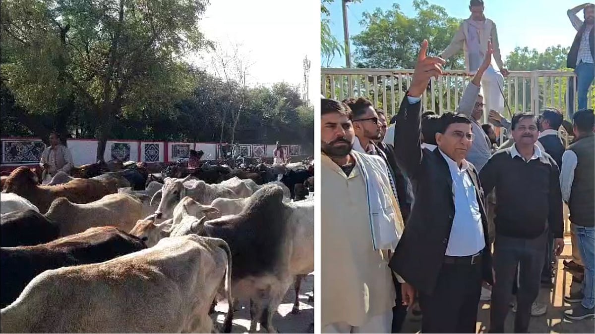 MP News: Congress MLA, Leaders Bring 1,000 Cows To Sheopur Collectorate For Protest; Video Goes Viral |