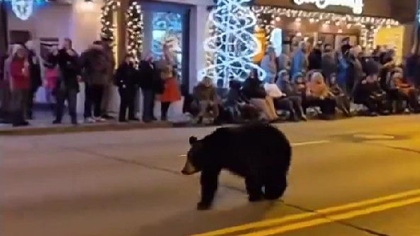 Surrounded By Hundreds Of Onlookers, Massive Black Bear Crashes Annual Christmas Parade In US; Visuals Inside