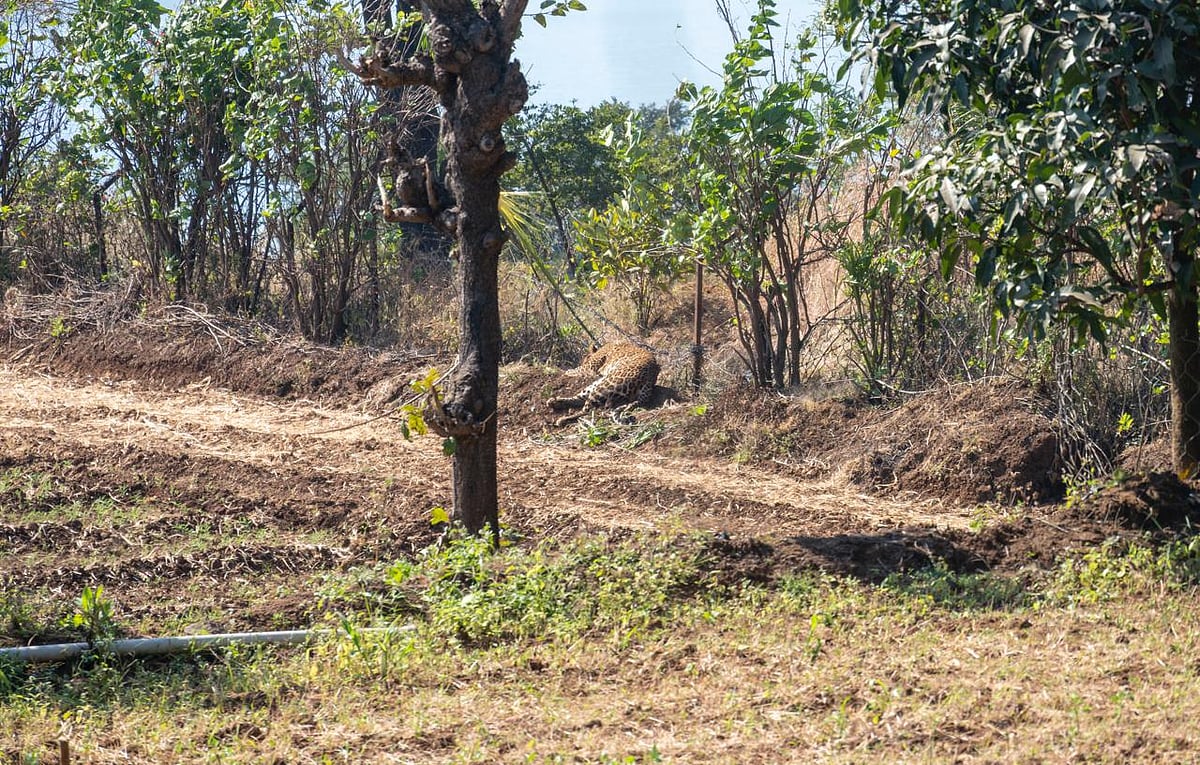 Pune: Leopard Entangled In Fencing Wire Rescued From Mulshi, Shifted To RESQ Wildlife Transit Treatment Centre