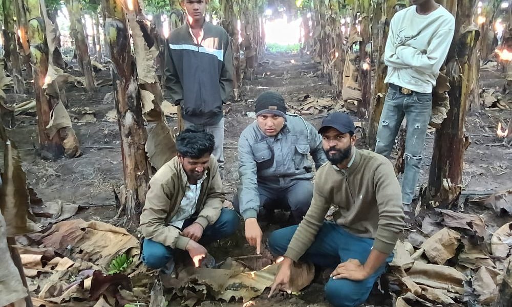 MP News: Leopard Sighting Instigates Fear Among Farmers In Kukshi; Farmers Irked Over Nighttime Electricity Supply