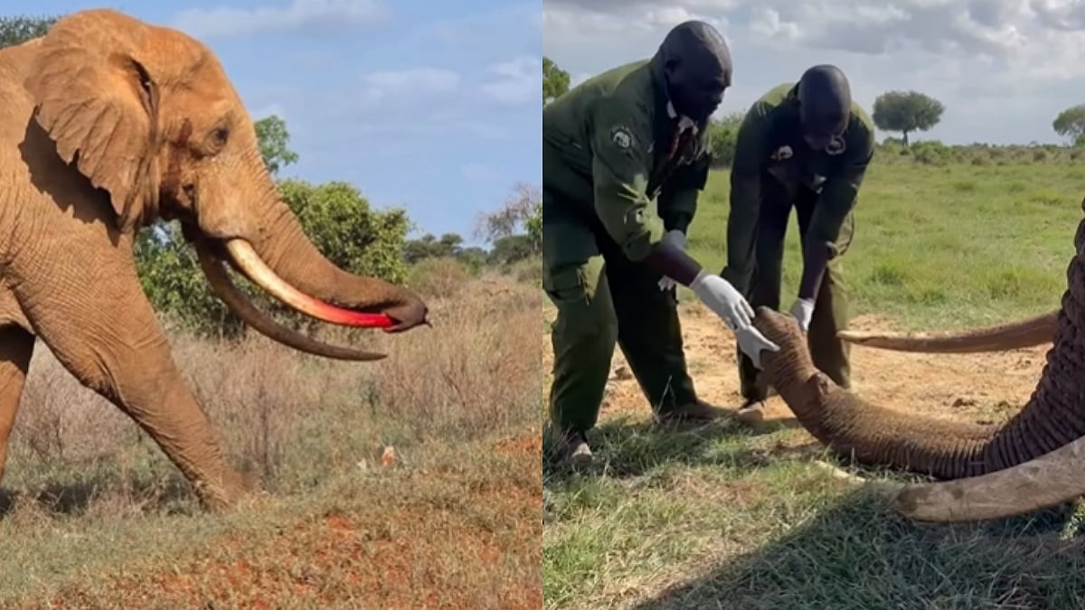 WATCH: Elephant Impales Its Trunk With Its Own Tusk In Kenya; Wildlife Experts Perform Painful Rescue
