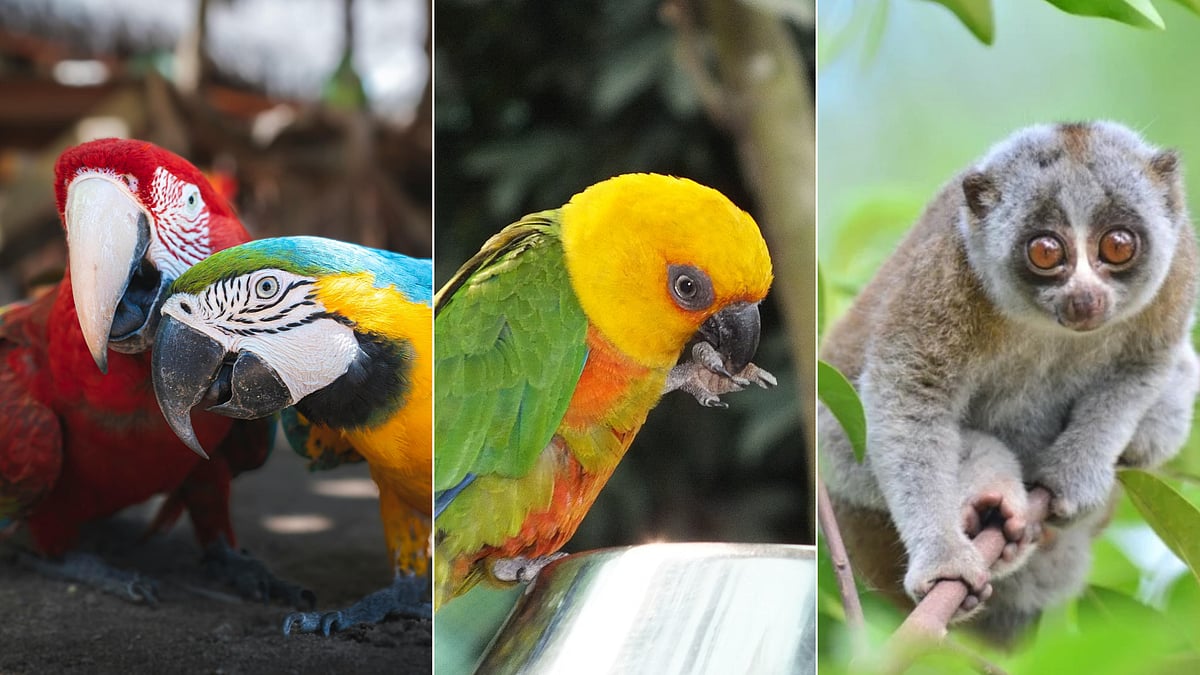 Indore News: City Registers 427 Exotic Pets, Leading MP’s Drive