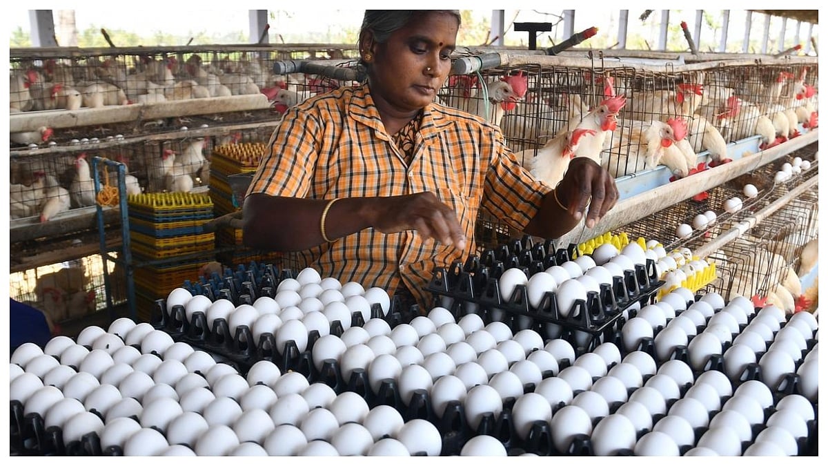 Tamil Nadu's Farm-Gate Egg Prices  Climb To A New All-Time High Of ₹6.25 Per Egg