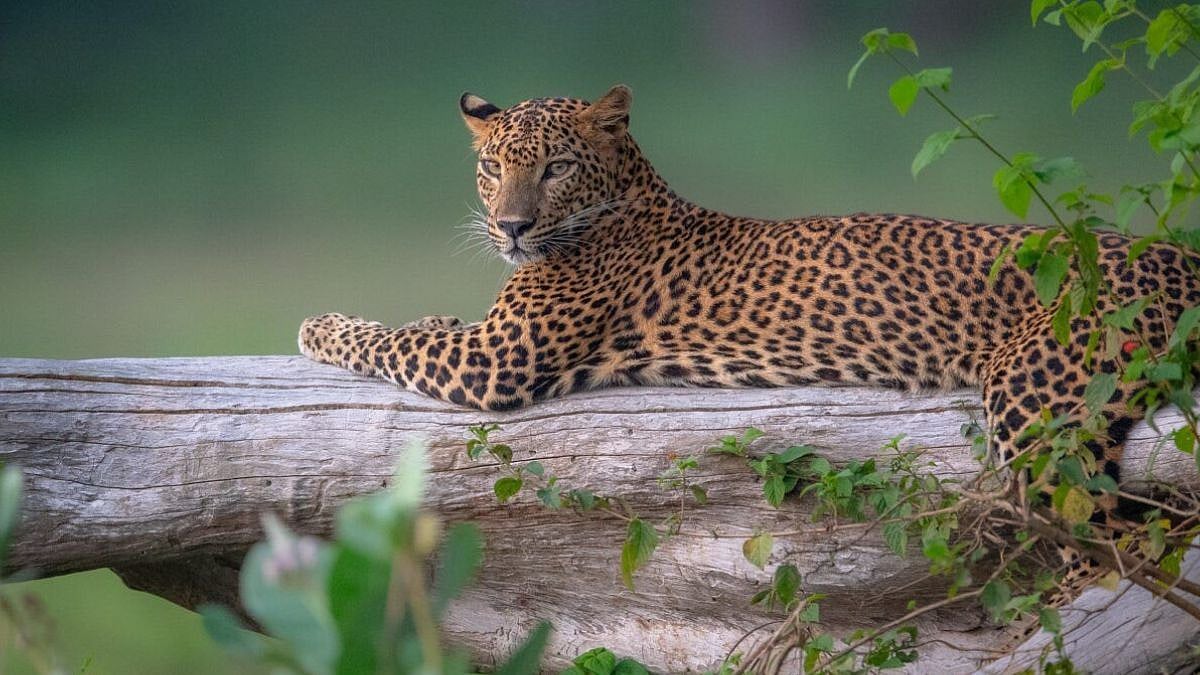 Leopard Sightings In Pune! IT Firm Cognizant Issues Safety Alert To All Employees 