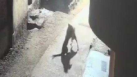 Pune: Dog Fights Off Leopard In Khed Taluka, CCTV Footage Goes Viral | Video Screengrab