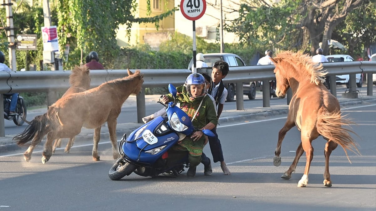 WATCH: Woman With Two Schoolchildren Collides With Stray Horses Running Across Busy Road In Coimbatore, Sustains Minor Injuries 