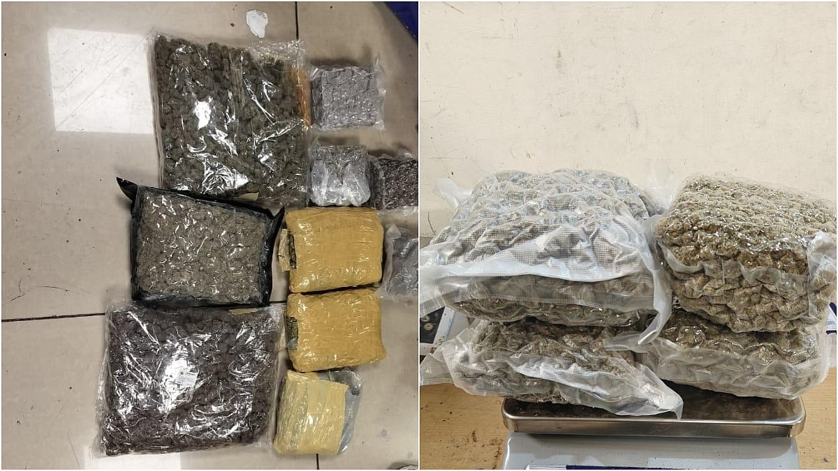 Mumbai Airport Customs officials display hydroponic weed seized from passengers arriving from Bangkok during multiple drug smuggling cases