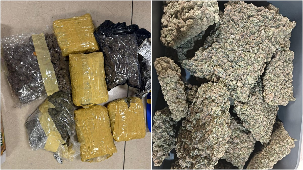 Mumbai Airport Drug Bust: Customs Seize 33.42 Kg Hydroponic Weed Worth ₹33 Crore From 11...