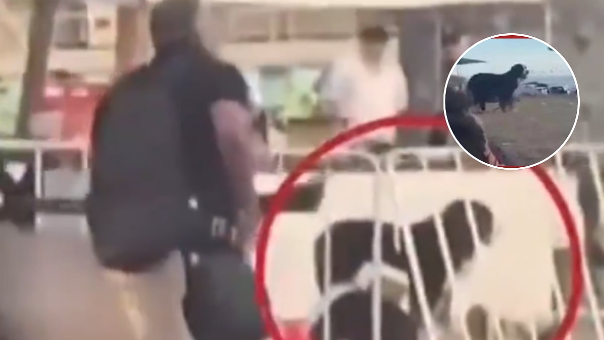 Heartbreaking Video Shows Loyal Dog Refusing to Leave Its Owner's Dead Body During Bondi Beach Attack | X @ly7050760771243