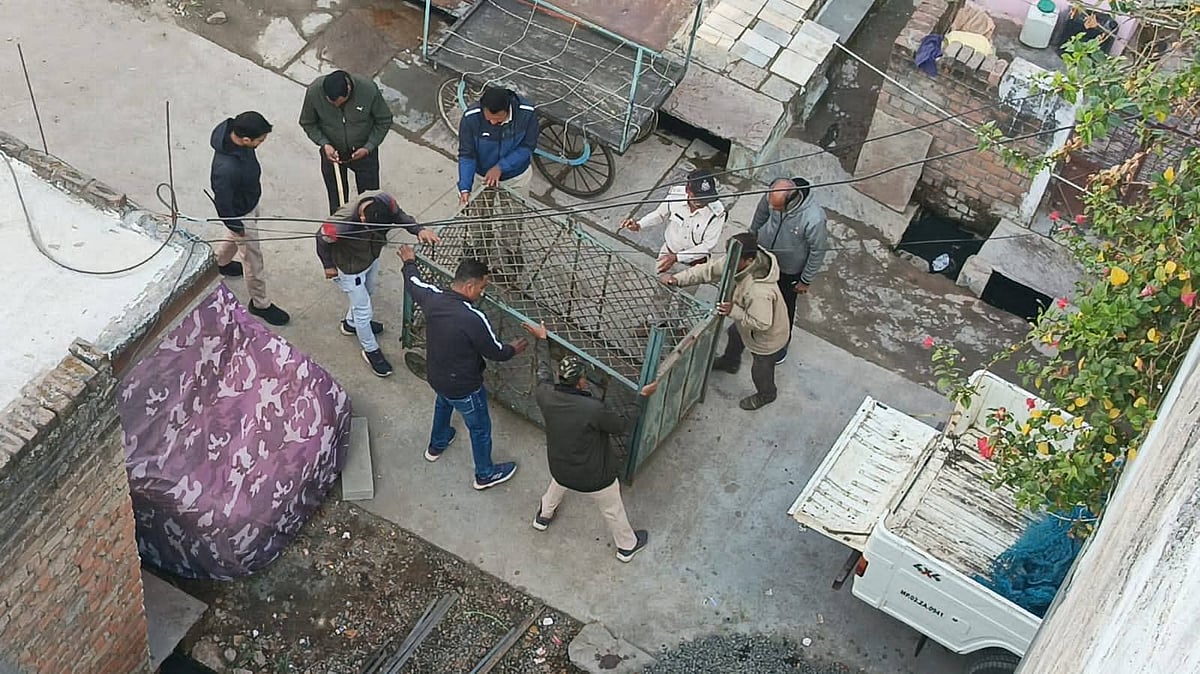 Leopard rescued successfully