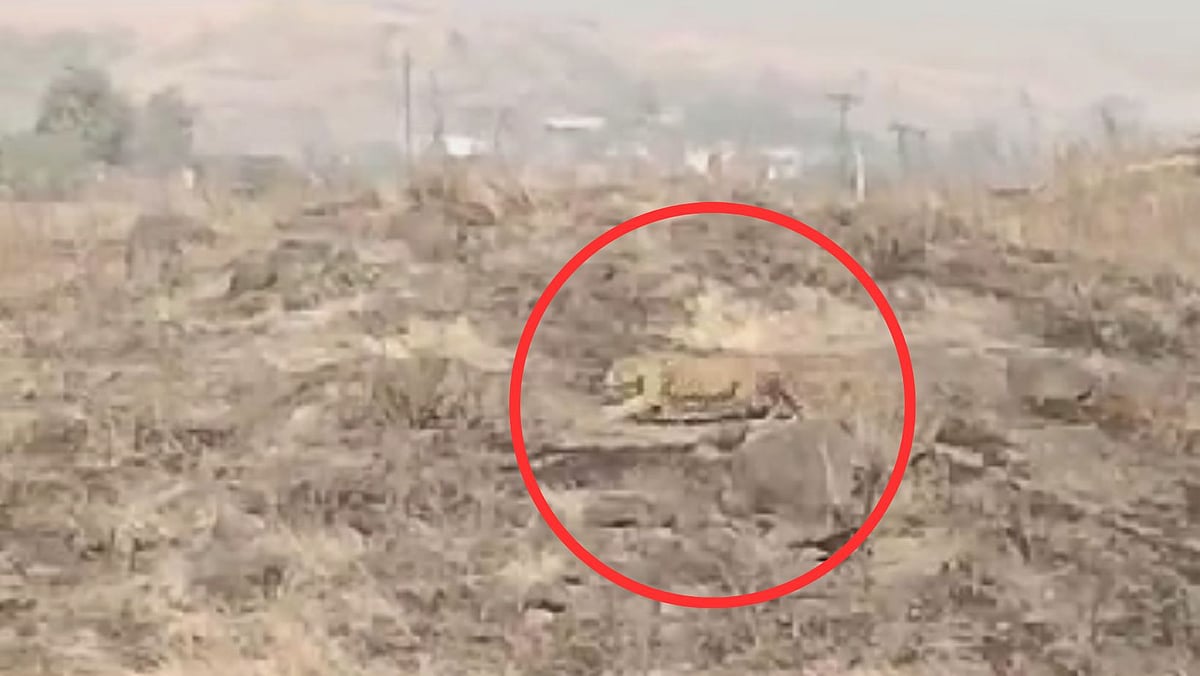 VIDEO: Leopard Runs Amok In Open Land In Pune’s Alandi In Broad Daylight; Residents Terrified