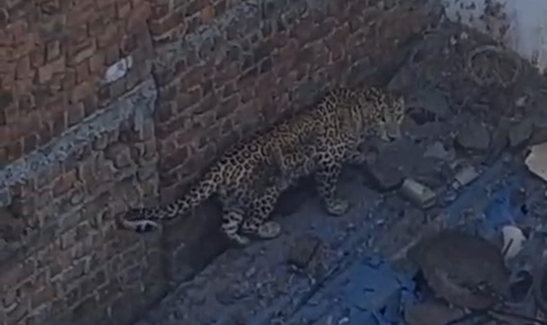 MP News: Leopard Spotted Jumping Roofs In Residential Area Of Mandsaur; Rescued-- VIDEO