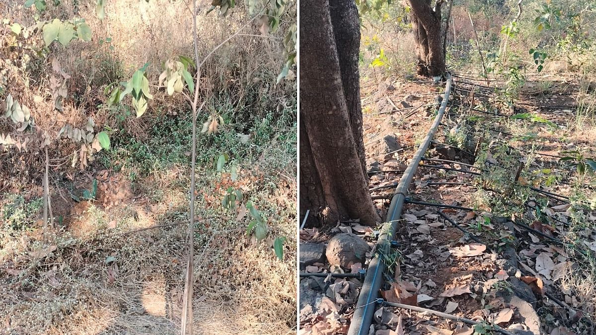 A large-scale three-tier tree plantation project carried out at Parsik Hill in Belapur under the Maharashtra government’s Majhi Vasundhara Abhiyan has come under sharp criticism after most of the saplings were found dried or wilting due to lack of post-monsoon care. |