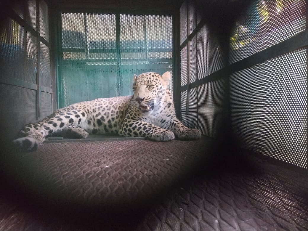 Indore News: Wandering Around Residential Areas, Leopard Safely Rescued From Sahara City
