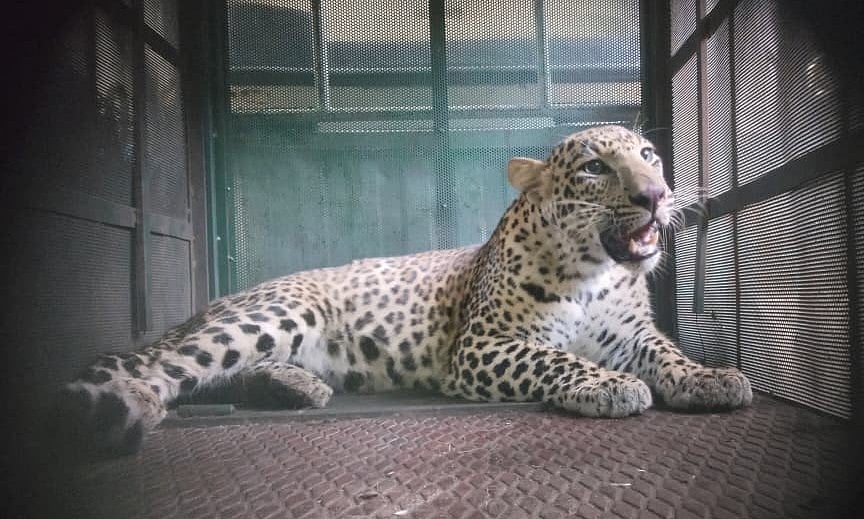 Thane On Alert After Back-To-Back Leopard Sightings; Wild Cat Spotted At Waghle Estate Day After Pokhran | WATCH 