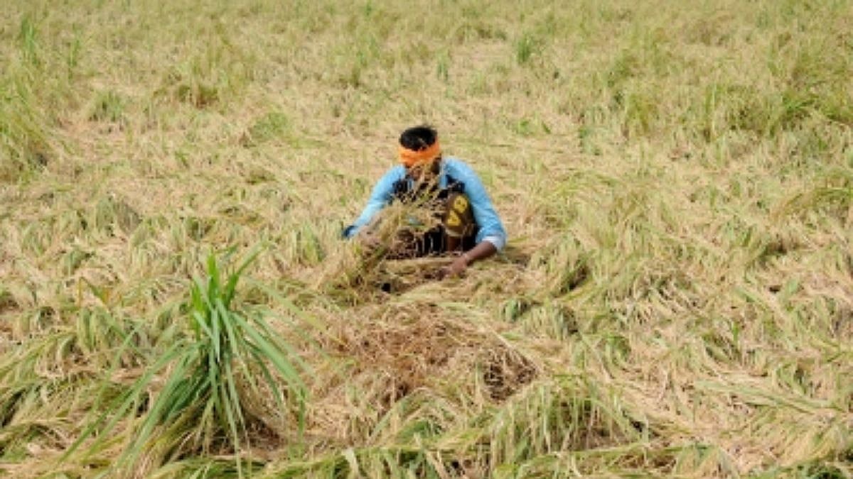 India Adds 2,361 MW Biomass Power Capacity In 10 Years Under National Bioenergy Push: Govt 