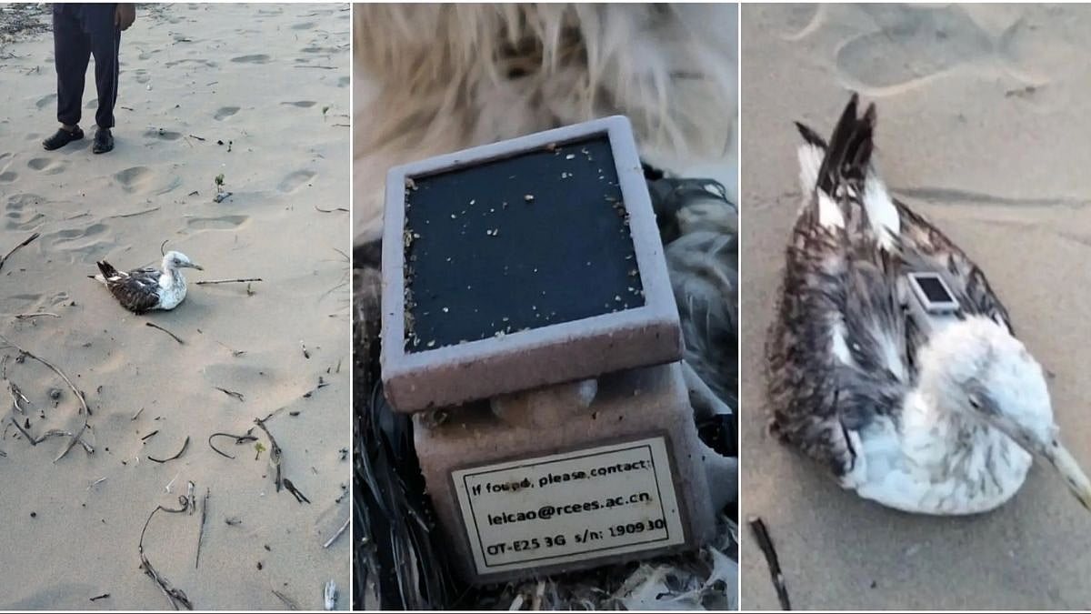 Chinese-Made GPS Device Found On Seagull Near Sensitive Karwar Naval Zone; Investigation Underway | X @Thomas11P
