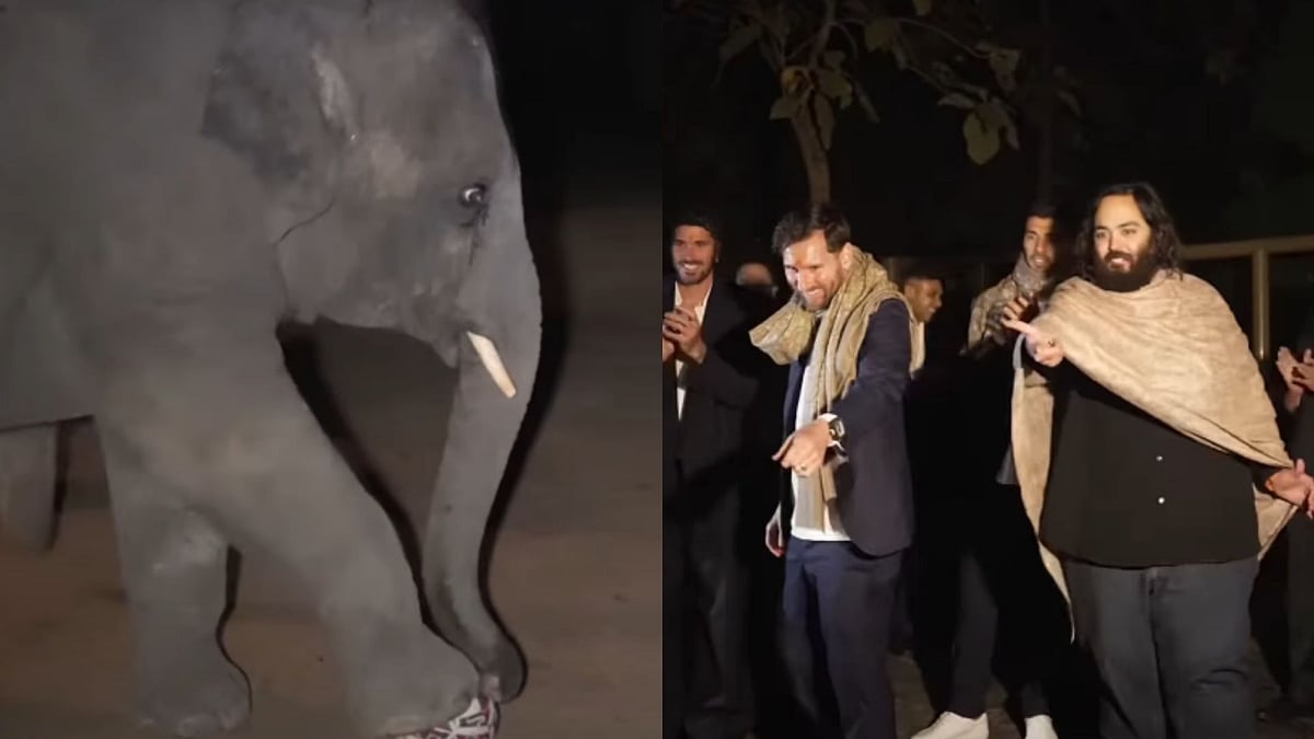 So Adorable! Lionel Messi Seen Playing Football With Baby Elephant 'Maneklal' At Vantara