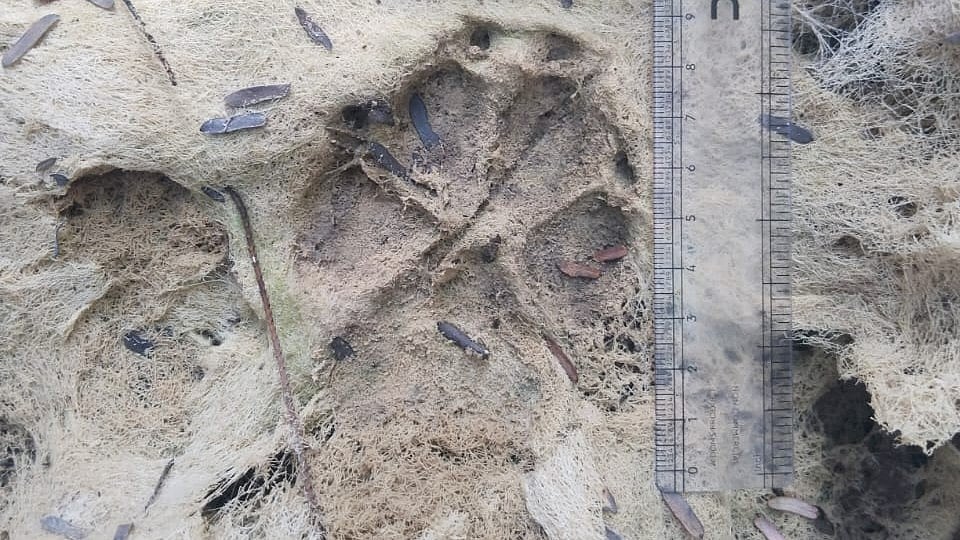 All India Tiger Estimation 2026: Choral Records Highest 18 Tiger Pugmark Signs; Mhow Follows