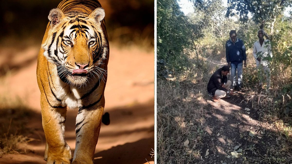 MP News: Tiger Census Kicks Off In Indore As All India Tiger Estimation 2026 Begins; State Leads...