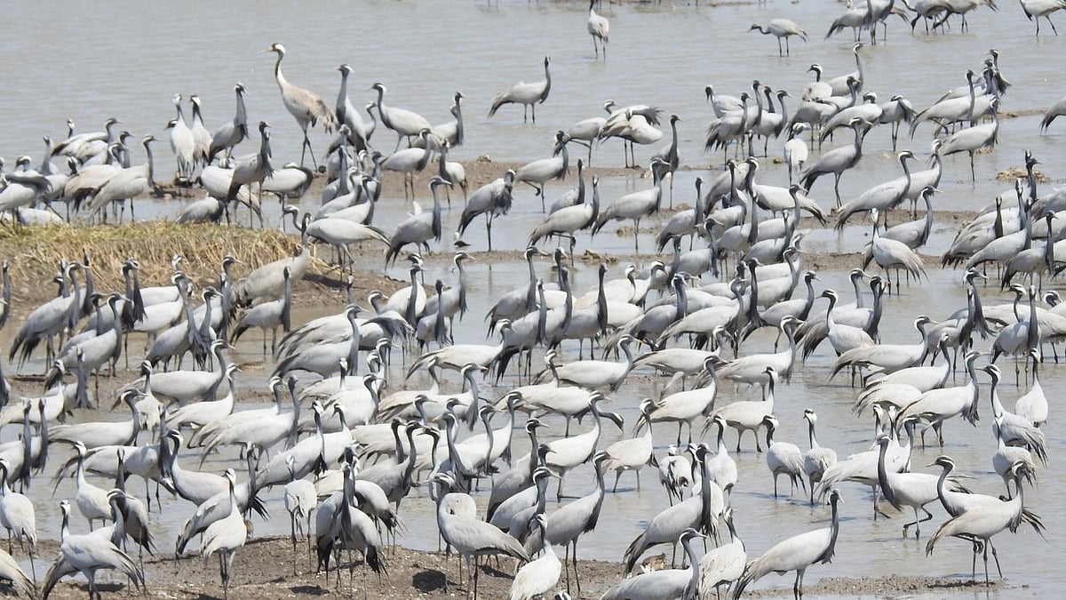 BNHS Calls For Birders To Join Asian Waterbird Census 2026 Across India 