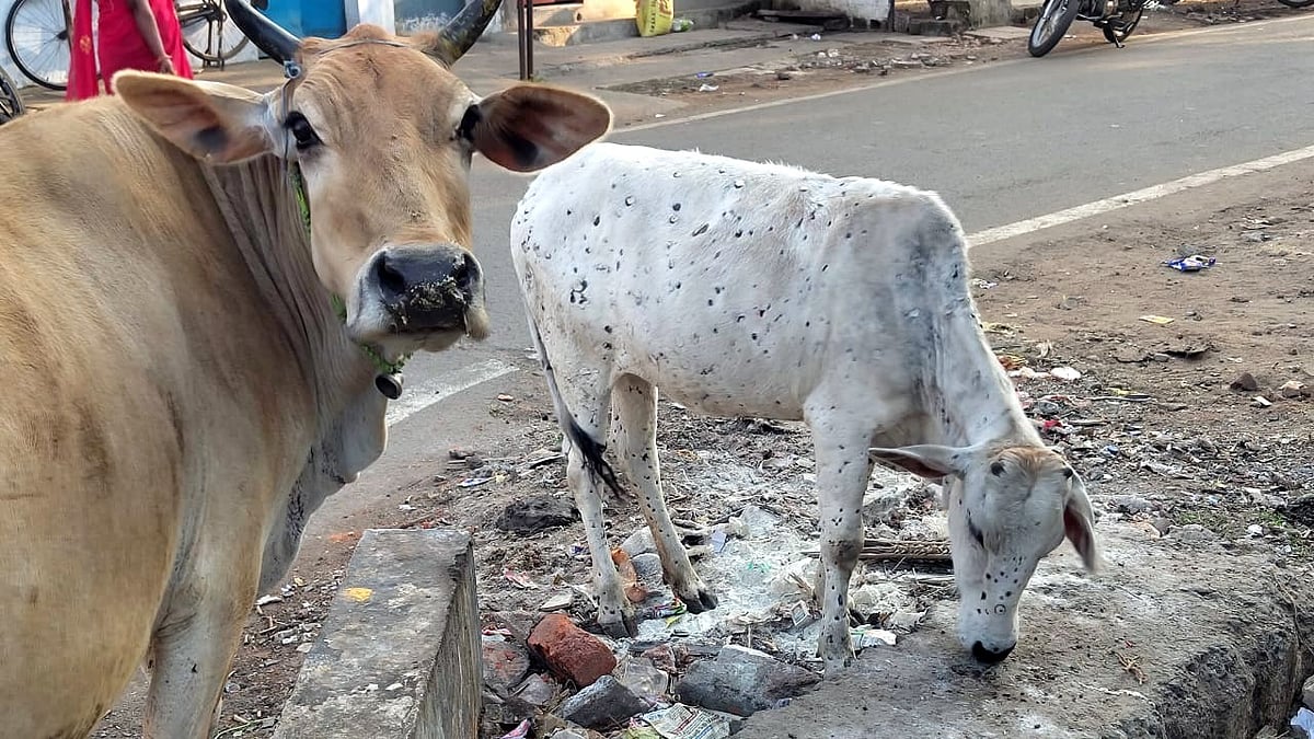 Bhopal News: Lumpy Skin Disease Outbreak In City, Daily Cattle Deaths Reported