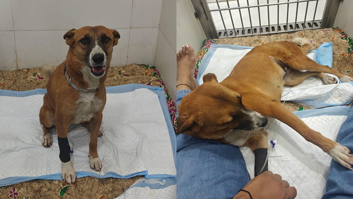 Pune Shocker! Community Dog Sexually Assaulted In Wagholi, Residents Demand Police Action | Sourced