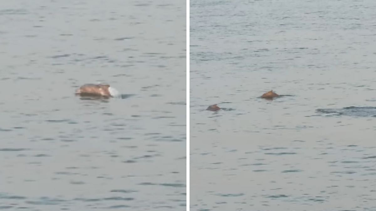 'Returned After 5 Years': Dolphins Spotted At Mumbai's Worli Sea Face, Viral Video Leaves Netizens Delighted