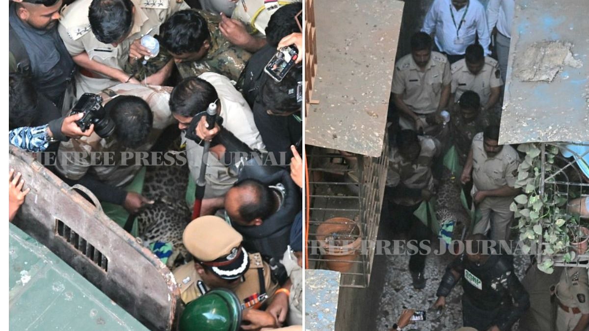 A leopard caused widespread panic and chaos in a busy residential area of Bhayandar East on Friday morning after entering a building. Seven people were injured in the predator's attacks before a joint team from the Forest Department and the Fire Brigade successfully captured the animal following a grueling seven-hour operation. | X @fpjindia