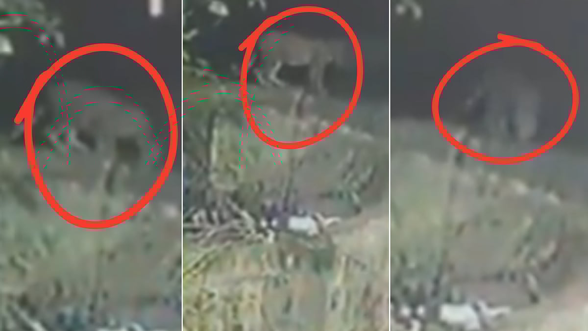 MP News: Leopard Sighting Near Jabalpur's Factory Premises Sparks Panic |