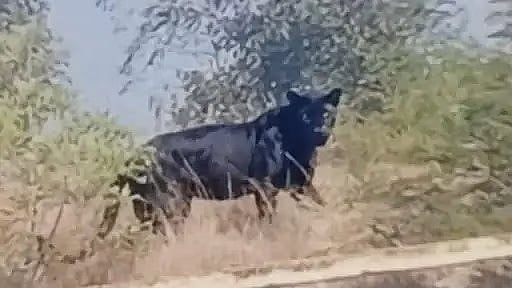 Indore News: Black Panther Sighting Near RRCAT Turns Out To Be Fake