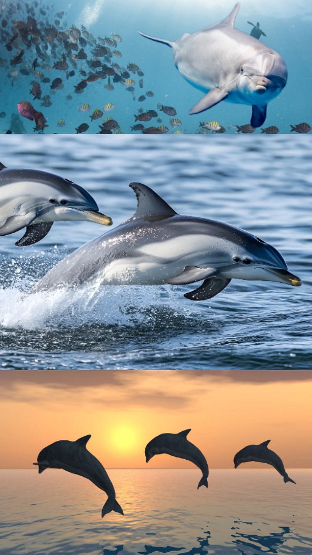IN PICS: Dolphins Spotted In Mumbai's Worli Sea Face; Here's Top Sites To Witness The Aquatic...