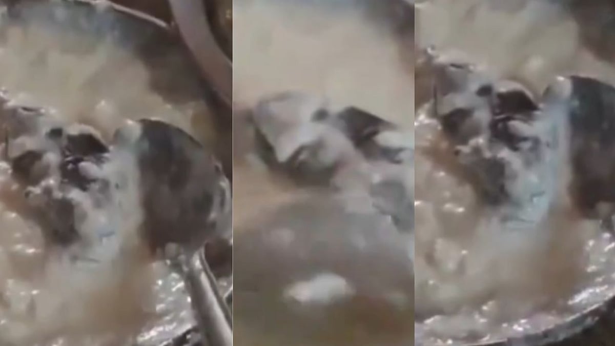 Uttar Pradesh Shocker: Customer Finds Dead Rat In Dahi Bhalla At Samrat Dhaba On Ghazipur–Varanasi...